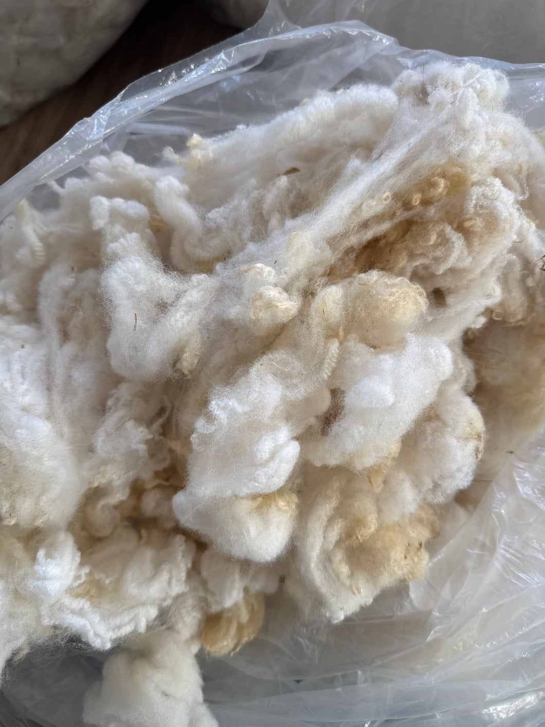 Merino x Corriedale x CVM Seconds